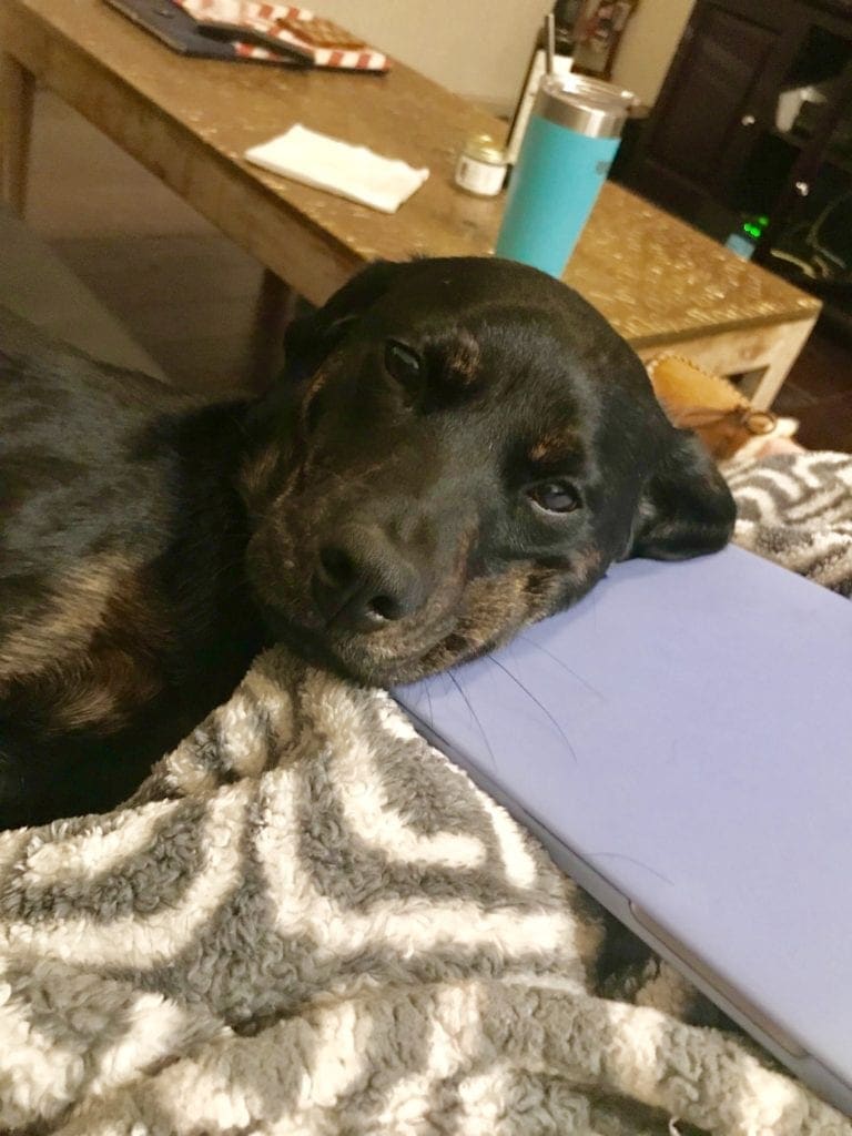 A dog sleeping on a laptop